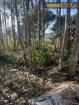 **NOVO PREÇO** Terreno com contentor Famalicão/Nazaré